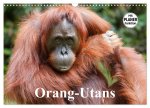 Orang-Utans (Wandkalender 2026 DIN A3 quer), CALVENDO Monatskalender