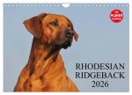 Rhodesian Ridgeback 2026 (Wandkalender 2026 DIN A4 quer), CALVENDO Monatskalender