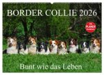 Border Collie 2026 (Wandkalender 2026 DIN A2 quer), CALVENDO Monatskalender