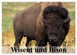 Wisent und Bison (Wandkalender 2026 DIN A2 quer), CALVENDO Monatskalender
