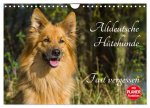 Altdeutsche Hütehunde - Fast vergessen (Wandkalender 2026 DIN A4 quer), CALVENDO Monatskalender