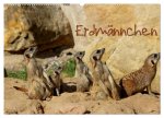 Erdmännchen (Wandkalender 2026 DIN A2 quer), CALVENDO Monatskalender