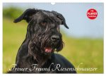 Treuer Freund Riesenschnauzer (Wandkalender 2026 DIN A3 quer), CALVENDO Monatskalender