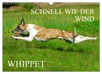 Schnell wie der Wind - Whippet (Wandkalender 2026 DIN A3 quer), CALVENDO Monatskalender
