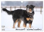 Hovawarte - einmal anders (Wandkalender 2026 DIN A4 quer), CALVENDO Monatskalender