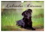 Labrador Retriever (Wandkalender 2026 DIN A4 quer), CALVENDO Monatskalender