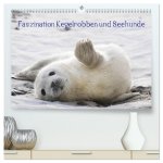 Faszination Kegelrobben und Seehunde 2026 (hochwertiger Premium Wandkalender 2026 DIN A2 quer), Kunstdruck in Hochglanz