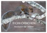 EICHHÖRNCHEN (Wandkalender 2026 DIN A4 quer), CALVENDO Monatskalender