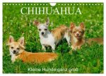 Chihuahua - Kleine Hunde ganz groß (Wandkalender 2026 DIN A4 quer), CALVENDO Monatskalender