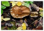Pilze, Pilze (Wandkalender 2026 DIN A3 quer), CALVENDO Monatskalender