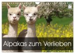Alpakas zum Verlieben (Wandkalender 2026 DIN A4 quer), CALVENDO Monatskalender