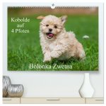 Kobolde auf 4 Pfoten - Bolonka Zwetna (hochwertiger Premium Wandkalender 2026 DIN A2 quer), Kunstdruck in Hochglanz