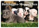 Bulldoggen-Moppelchen (Wandkalender 2026 DIN A3 quer), CALVENDO Monatskalender