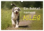 Ein Bobtail namens Miles (Wandkalender 2026 DIN A3 quer), CALVENDO Monatskalender