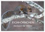 EICHHÖRNCHEN (Wandkalender 2026 DIN A2 quer), CALVENDO Monatskalender