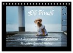 Elli Pirelli... aus dem Leben eines fröhlichen Pinscher-Dackel-Mädels (Tischkalender 2026 DIN A5 quer), CALVENDO Monatskalender
