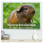Meerschweinchen Niedliche Herzensbrecher (hochwertiger Premium Wandkalender 2026 DIN A2 quer), Kunstdruck in Hochglanz
