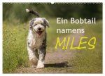 Ein Bobtail namens Miles (Wandkalender 2026 DIN A2 quer), CALVENDO Monatskalender