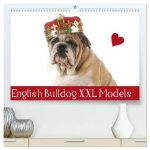 English Bulldog XXL Models (hochwertiger Premium Wandkalender 2026 DIN A2 quer), Kunstdruck in Hochglanz