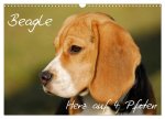 Beagle - Herz auf 4 Pfoten (Wandkalender 2026 DIN A3 quer), CALVENDO Monatskalender