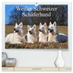 Weißer Schweizer Schäferhund (hochwertiger Premium Wandkalender 2026 DIN A2 quer), Kunstdruck in Hochglanz