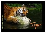 Welt der Katzen - Tiger (Wandkalender 2026 DIN A2 quer), CALVENDO Monatskalender