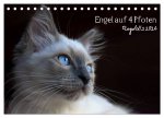 Engel auf 4 Pfoten - Ragdolls 2026 (Tischkalender 2026 DIN A5 quer), CALVENDO Monatskalender