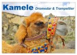 Kamele - Dromedar & Trampeltier (Wandkalender 2026 DIN A3 quer), CALVENDO Monatskalender