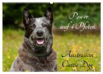 Power auf 4 Pfoten. Australian Cattle Dog (Wandkalender 2026 DIN A2 quer), CALVENDO Monatskalender