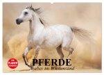 Pferde. Araber im Wüstensand (Wandkalender 2026 DIN A2 quer), CALVENDO Monatskalender