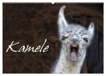 Kamele (Wandkalender 2026 DIN A2 quer), CALVENDO Monatskalender