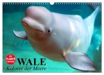 Wale. Kolosse der Meere (Wandkalender 2026 DIN A3 quer), CALVENDO Monatskalender