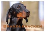 Brandlbracken (Wandkalender 2026 DIN A3 quer), CALVENDO Monatskalender