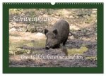 Schweinkram - Die Wildschweine sind los (Wandkalender 2026 DIN A3 quer), CALVENDO Monatskalender