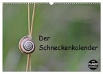 Der Schneckenkalender (Wandkalender 2026 DIN A3 quer), CALVENDO Monatskalender