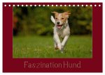 Faszination Hund (Tischkalender 2026 DIN A5 quer), CALVENDO Monatskalender