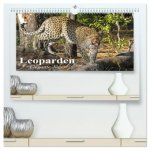 Leoparden. Elegante Jäger (hochwertiger Premium Wandkalender 2026 DIN A2 quer), Kunstdruck in Hochglanz