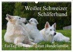 Weißer Schweizer Schäferhund - Ein Tag im Leben einer Hundefamilie (Wandkalender 2026 DIN A3 quer), CALVENDO Monatskalender