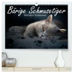 Bärige Schmusetiger - Britisch Kurzhaar / CH-Version (hochwertiger Premium Wandkalender 2026 DIN A2 quer), Kunstdruck in Hochglanz