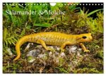 Salamander und Molche (Wandkalender 2026 DIN A4 quer), CALVENDO Monatskalender