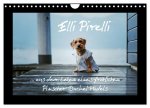 Elli Pirelli... aus dem Leben eines fröhlichen Pinscher-Dackel-Mädels (Wandkalender 2026 DIN A4 quer), CALVENDO Monatskalender