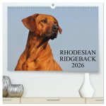 Rhodesian Ridgeback 2026 (hochwertiger Premium Wandkalender 2026 DIN A2 quer), Kunstdruck in Hochglanz