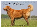 Hovawart - natürlich blond (Tischkalender 2026 DIN A5 quer), CALVENDO Monatskalender