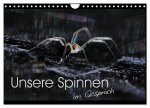 Unsere Spinnen - im Gespräch (Wandkalender 2026 DIN A4 quer), CALVENDO Monatskalender