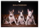 Bullterrier (Wandkalender 2026 DIN A4 quer), CALVENDO Monatskalender