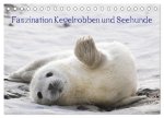 Faszination Kegelrobben und Seehunde 2026 (Tischkalender 2026 DIN A5 quer), CALVENDO Monatskalender