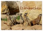 Erdmännchen (Wandkalender 2026 DIN A4 quer), CALVENDO Monatskalender