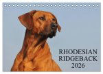 Rhodesian Ridgeback 2026 (Tischkalender 2026 DIN A5 quer), CALVENDO Monatskalender