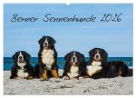 Berner Sennenhund 2026 (Wandkalender 2026 DIN A2 quer), CALVENDO Monatskalender