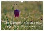 Die Schachbrettblume (Wandkalender 2026 DIN A4 quer), CALVENDO Monatskalender